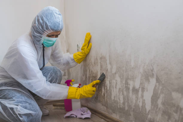 Office Mold Removal Services in Glenvar Heights, FL